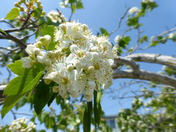 Image de Crataegus phaenopyrum (L. fil.) Borkh.