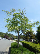 Image de Crataegus phaenopyrum (L. fil.) Borkh.