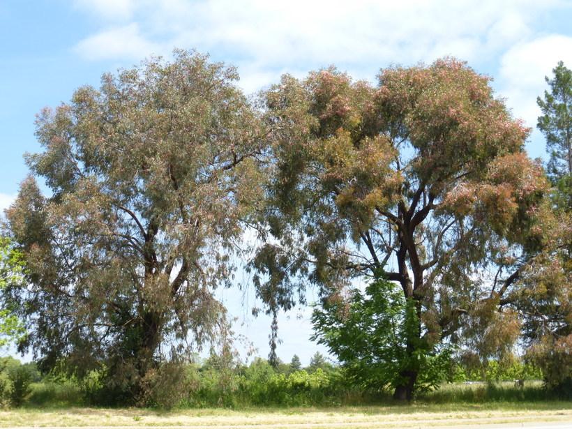 Eucalyptus sideroxylon A. Cunn. ex Woolls resmi