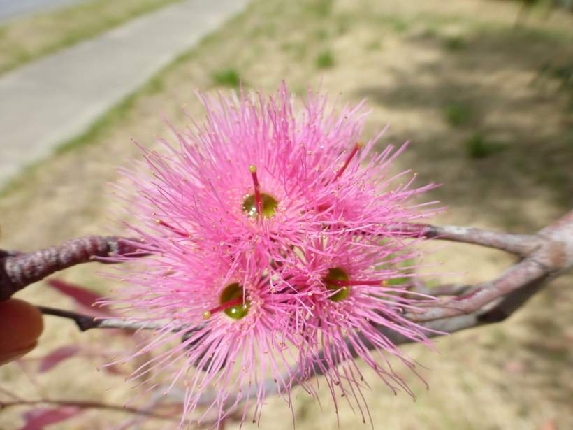 Eucalyptus sideroxylon A. Cunn. ex Woolls resmi