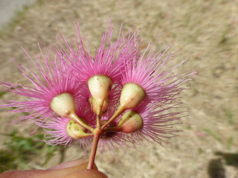 Imagem de Eucalyptus sideroxylon A. Cunn. ex Woolls