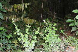 Image of thoroughwort