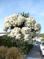 Image of cajeput tree