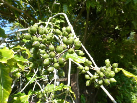 Image de Pittosporum eugenioides A. Cunn.