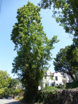 Image of Black Poplar