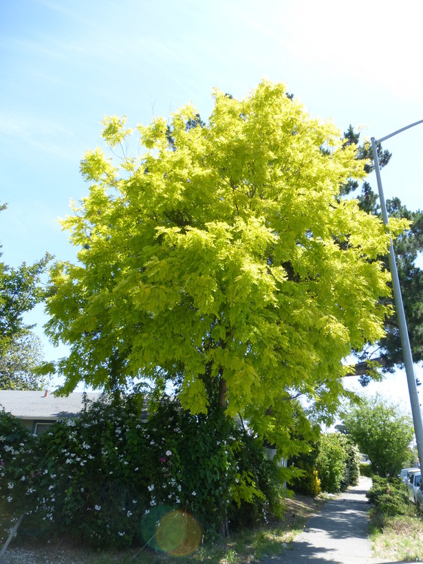 Image of black locust