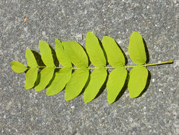 Imagem de Robinia pseudoacacia L.