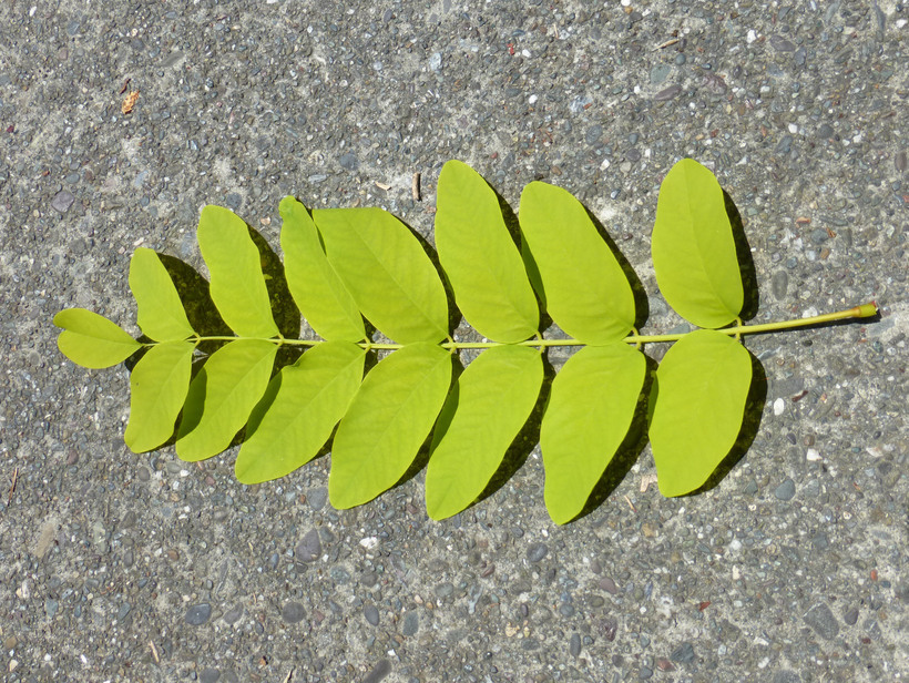 Image of black locust