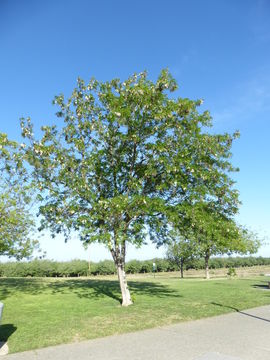 Image of black locust