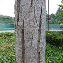 Image of <i>Robinia</i> × <i>ambigua</i>