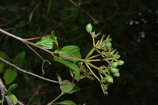 Image of Guelder Rose