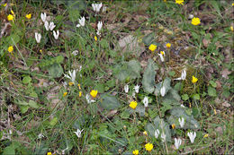 Image of Cretan cyclamen