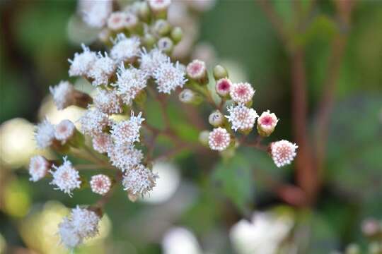 Image of snakeroot