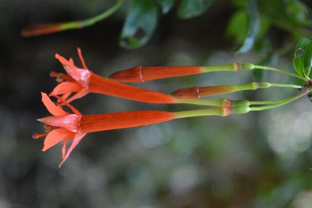 Image of fuchsia