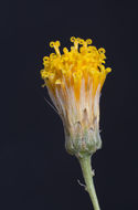 Image de Bebbia juncea (Benth.) Greene