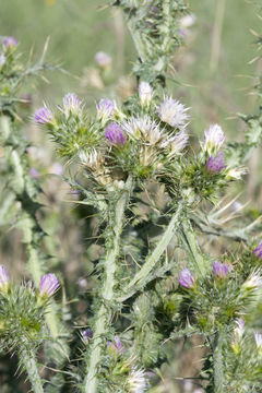 Слика од Carduus tenuiflorus Curt.