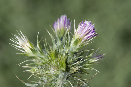 Слика од Carduus tenuiflorus Curt.