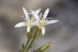 صورة Chaetadelpha wheeleri A. Gray