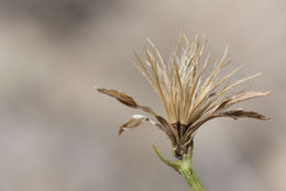 صورة Chaetadelpha wheeleri A. Gray