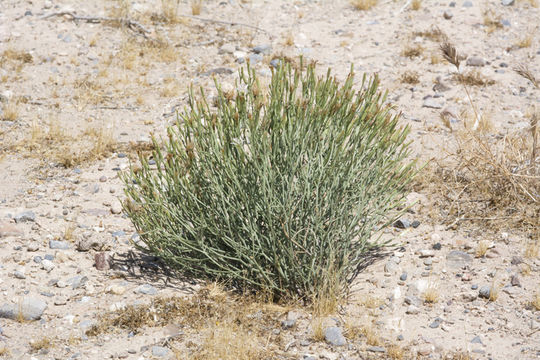 Image of Wheeler's skeletonweed