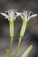 صورة Chaetadelpha wheeleri A. Gray