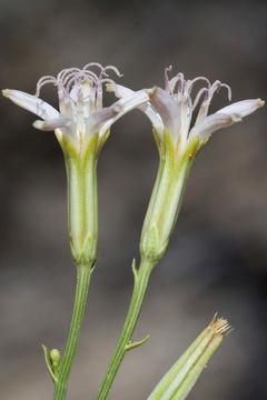 Image of Wheeler's skeletonweed