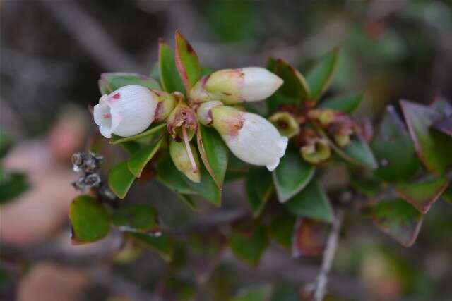 Image of heather family