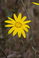 Image of common woolly sunflower