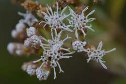 Image of snakeroot