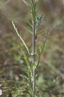 Image of common woolly sunflower