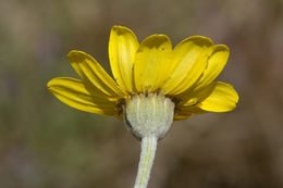 Image of common woolly sunflower