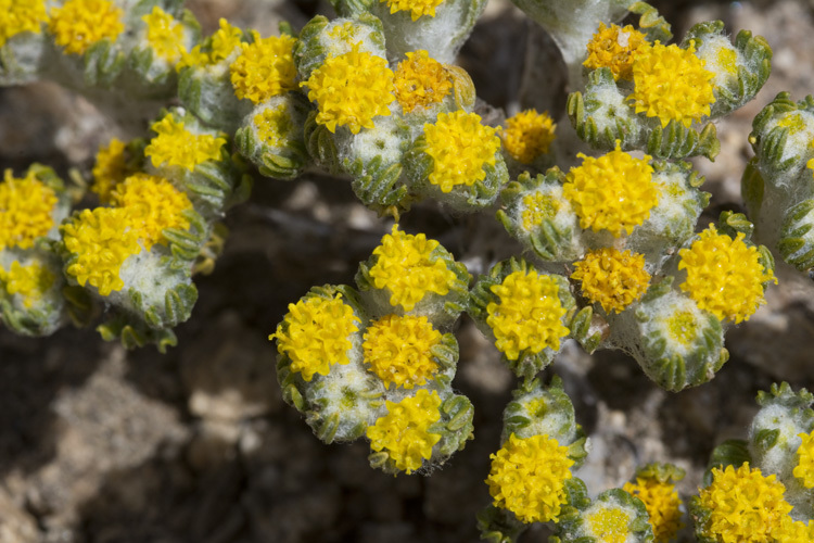 Image of Pringle's woolly sunflower