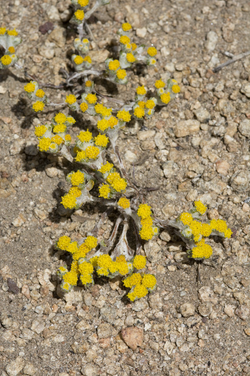 Image of Pringle's woolly sunflower