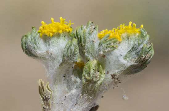 Image of Pringle's woolly sunflower