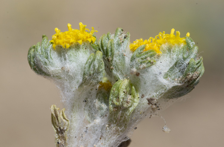 Image de Eriophyllum pringlei A. Gray