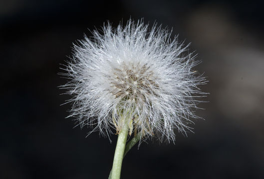 Image of smooth desertdandelion