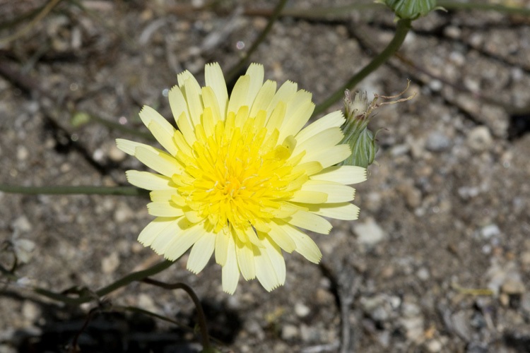 Image de Malacothrix glabrata (D. C. Eat. ex Gray) A. Gray