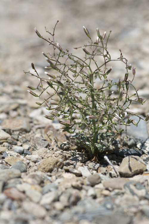 Image of <i>Prenanthella exigua</i>