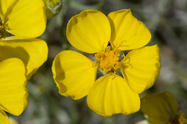 Image of Cooper's paper daisy