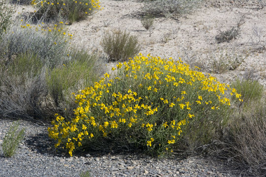 Image of Cooper's paper daisy