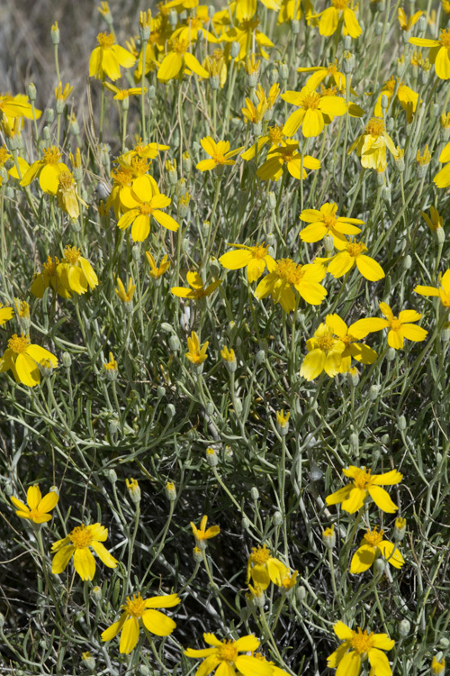 Image of Cooper's paper daisy