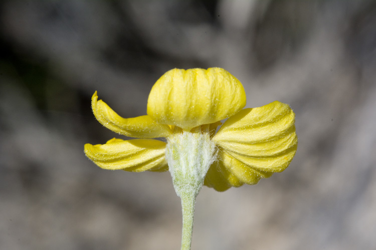 Image of Cooper's paper daisy