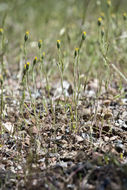 Imagem de Rigiopappus leptocladus A. Gray