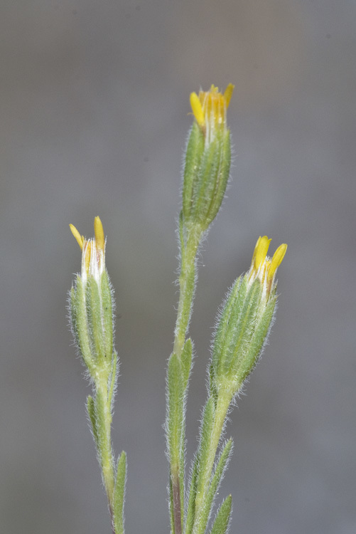 Image of wireweed