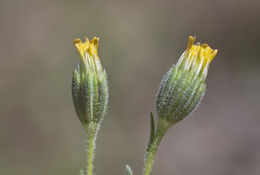 Image of wireweed