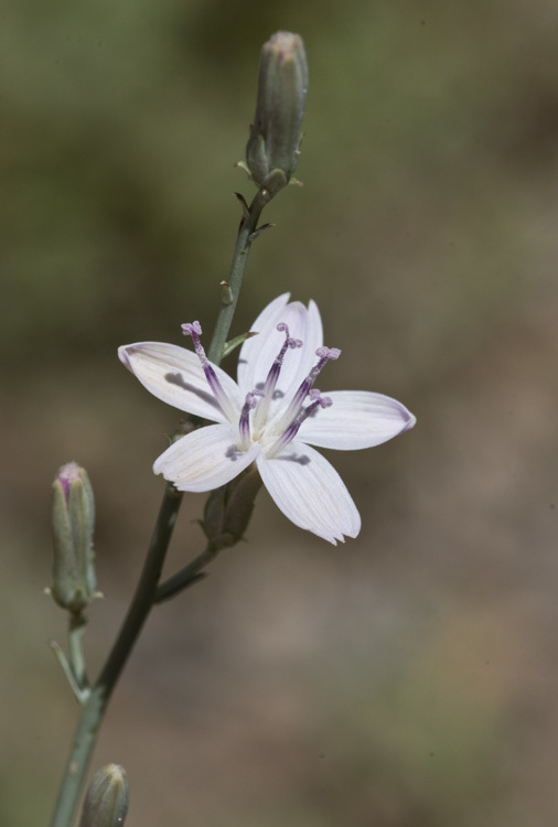 صورة Stephanomeria pauciflora (Torr.) A. Nels.