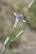 صورة Stephanomeria pauciflora (Torr.) A. Nels.