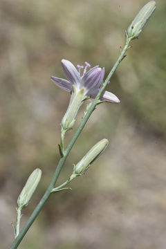 Image of brownplume wirelettuce