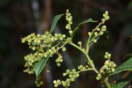 Image of maidenhair vine