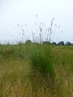 Image of meadow foxtail